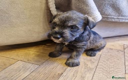 Miniature Schnauzer dogs for sale: Curious, playful and loving litter KC pups ❤️ - Image 32