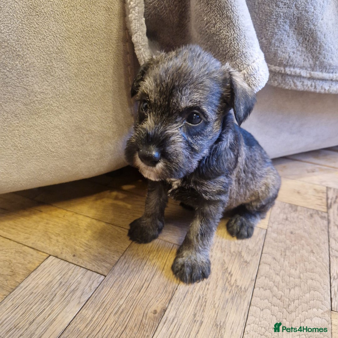 Miniature Schnauzer dogs for sale: Curious, playful and loving litter KC pups ❤️ - Image 32