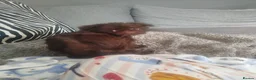 Griffon Bruxellois dogs for sale: Chocolate male - Advert 34