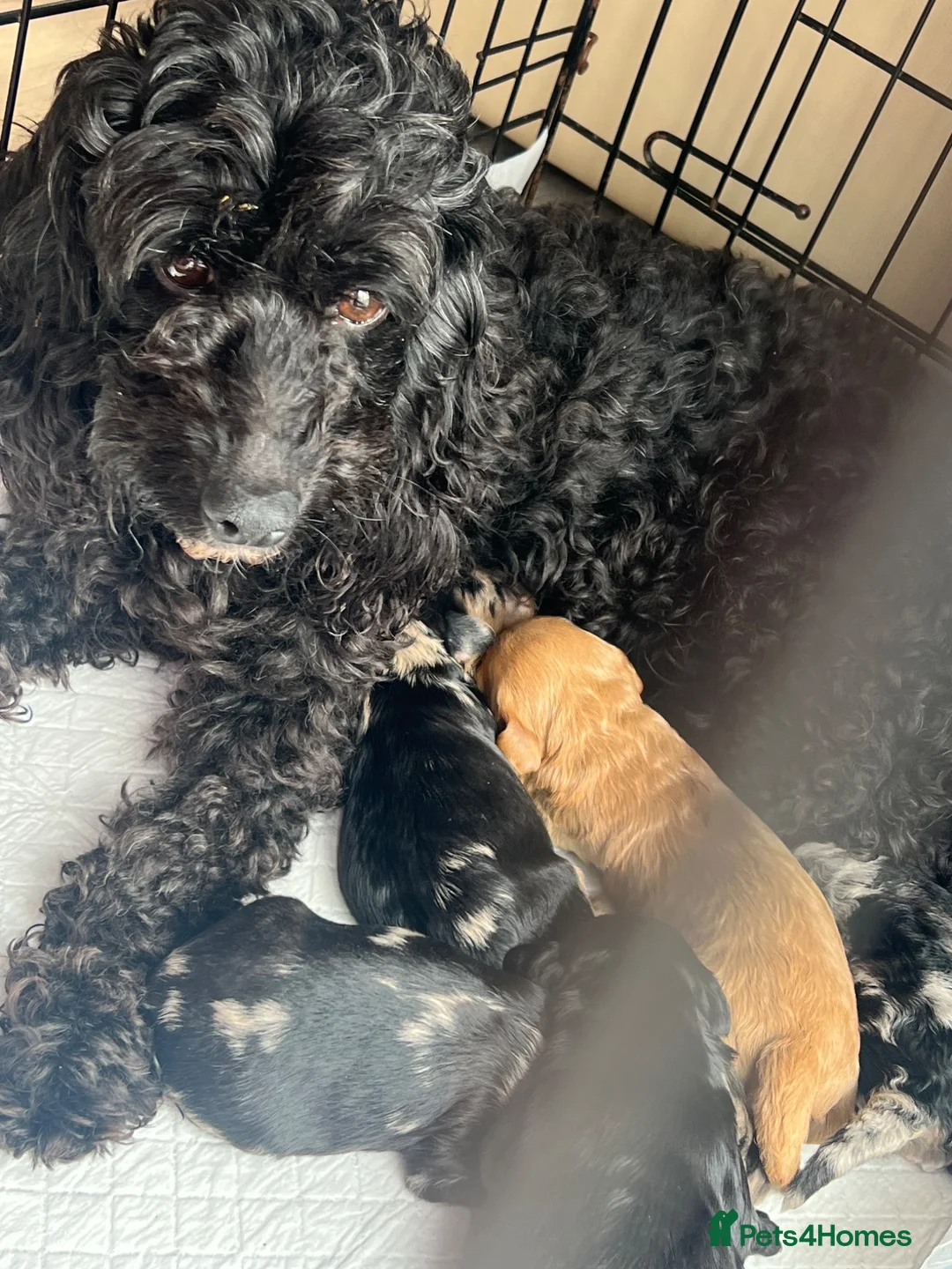 Cockapoo dogs for sale: Merle cockapoo puppy’s  - Advert 1