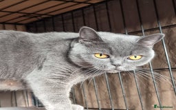 British Shorthair cats for sale: LAST Blue Female BSH Ready To Go Now GCCF Pedigree - Advert 8