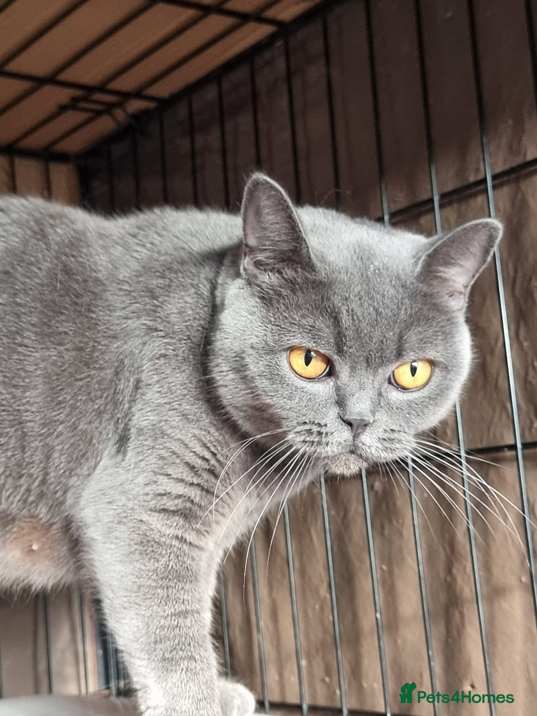 British Shorthair cats for sale: LAST Blue Female BSH Ready To Go Now GCCF Pedigree - Advert 8