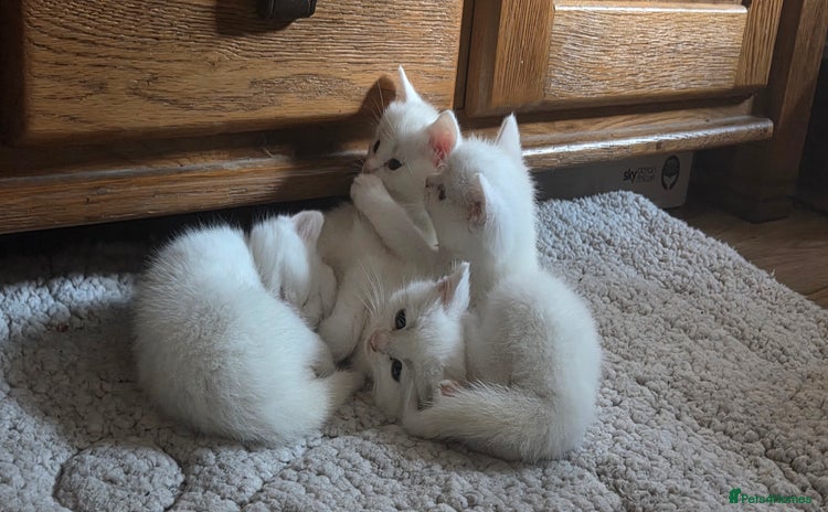 Mixed Breed cats - Advert 1