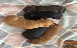 Cocker Spaniel dogs for sale: KC reg Cocker Spaniel puppies  - Image 3