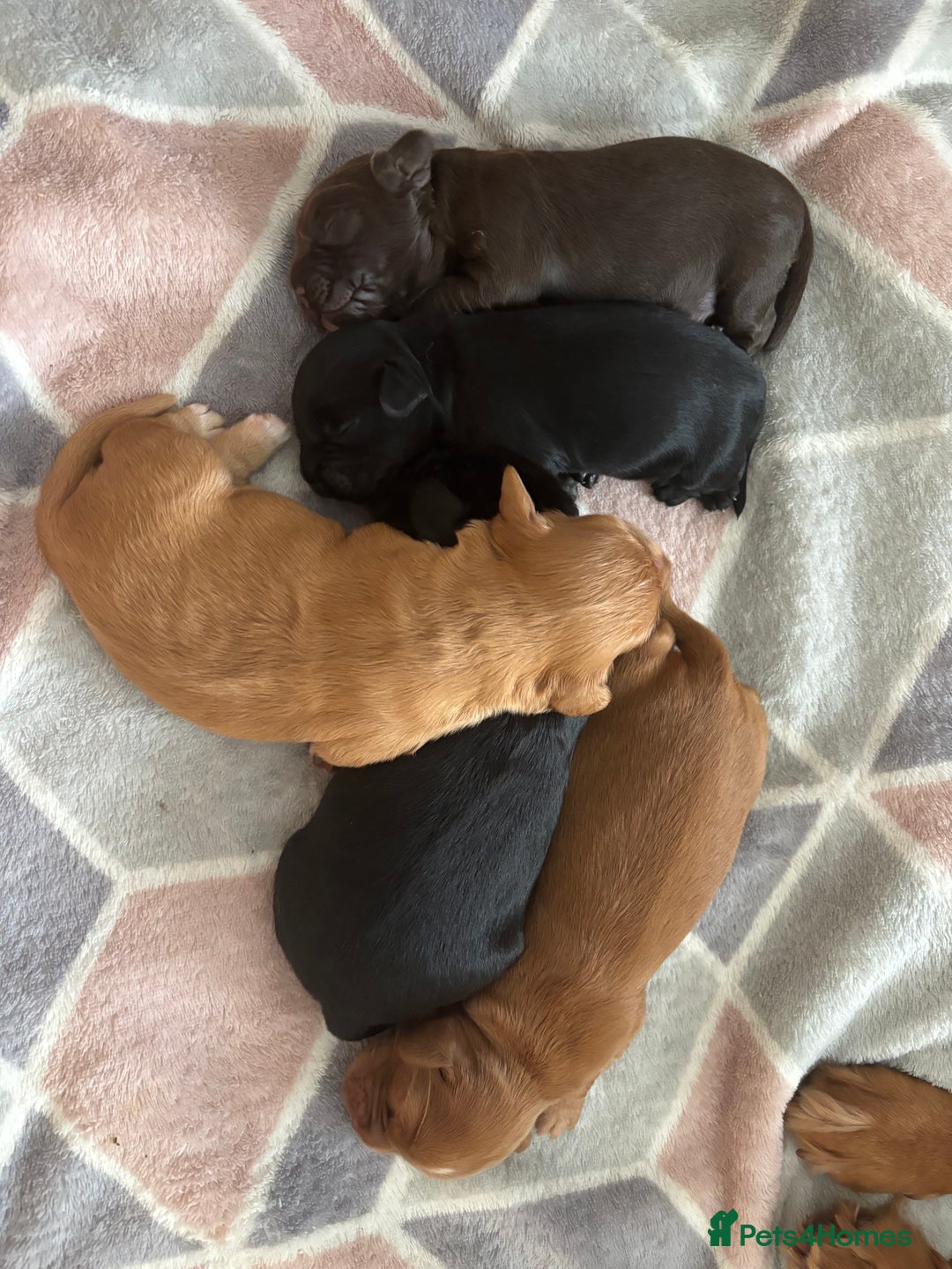 Cocker Spaniel dogs for sale: KC reg Cocker Spaniel puppies  - Image 3