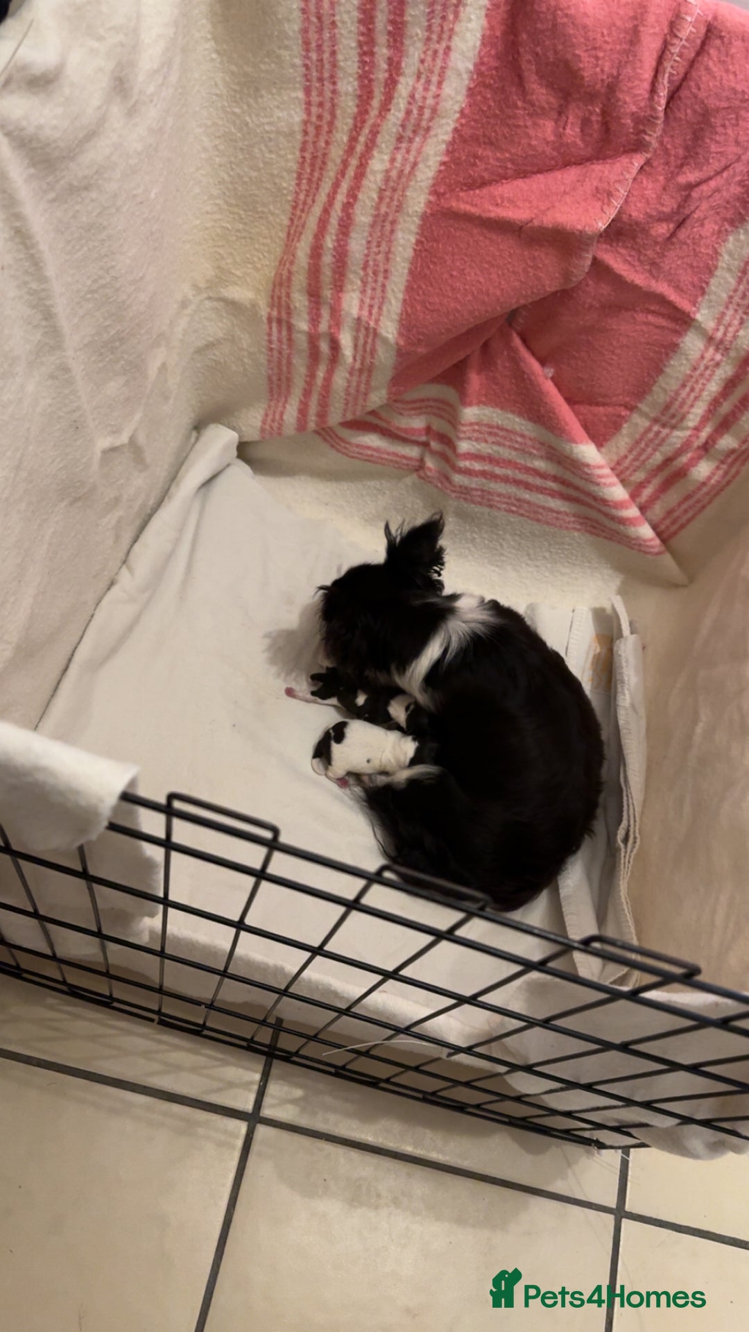 Mixed Breed dogs for sale: Beautiful chihuahua cross Jack Russell puppy  - Advert 8