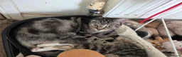Mixed Breed cats for sale: Cats need a good home - Advert 6