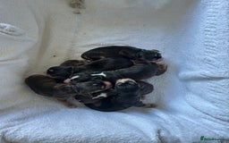 Cocker Spaniel dogs for sale: ✨show type cocker spaniel✨ - Image 1