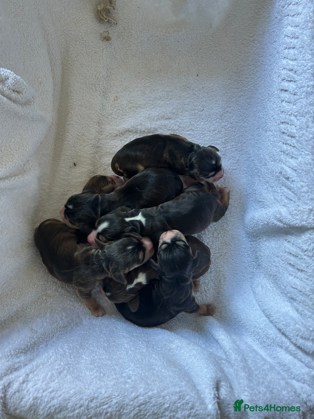 Cocker Spaniel dogs for sale: ✨show type cocker spaniel✨ - Image 1