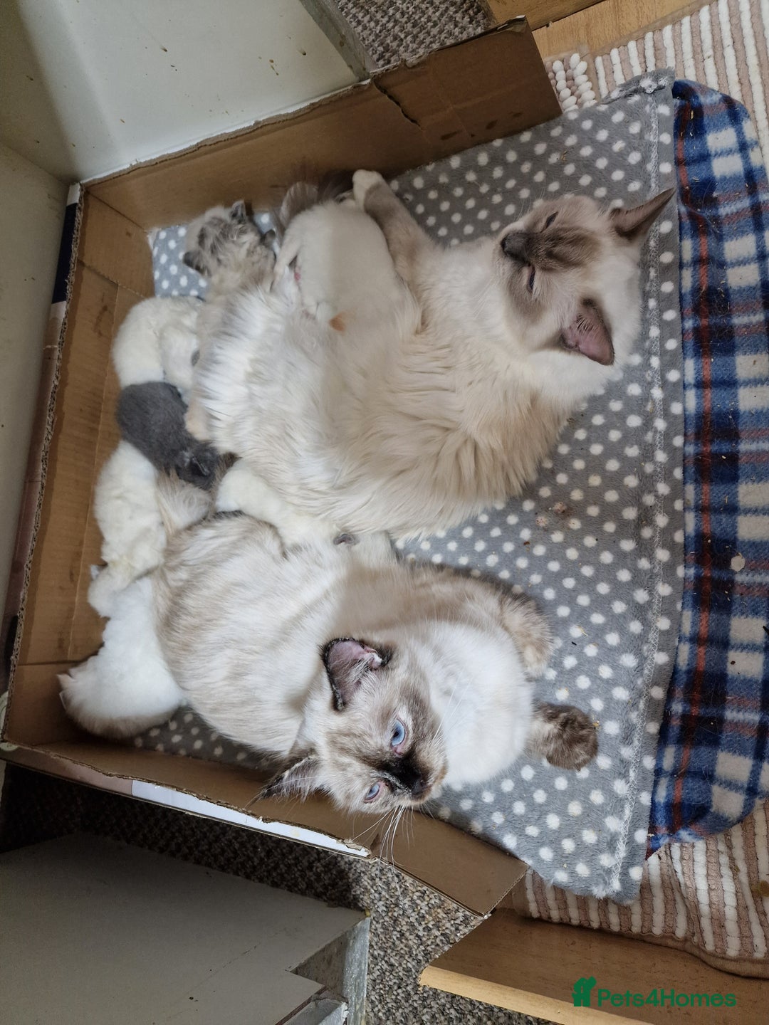 Ragdoll cats for sale: beautiful Ragdool ready for new parents - Image 8