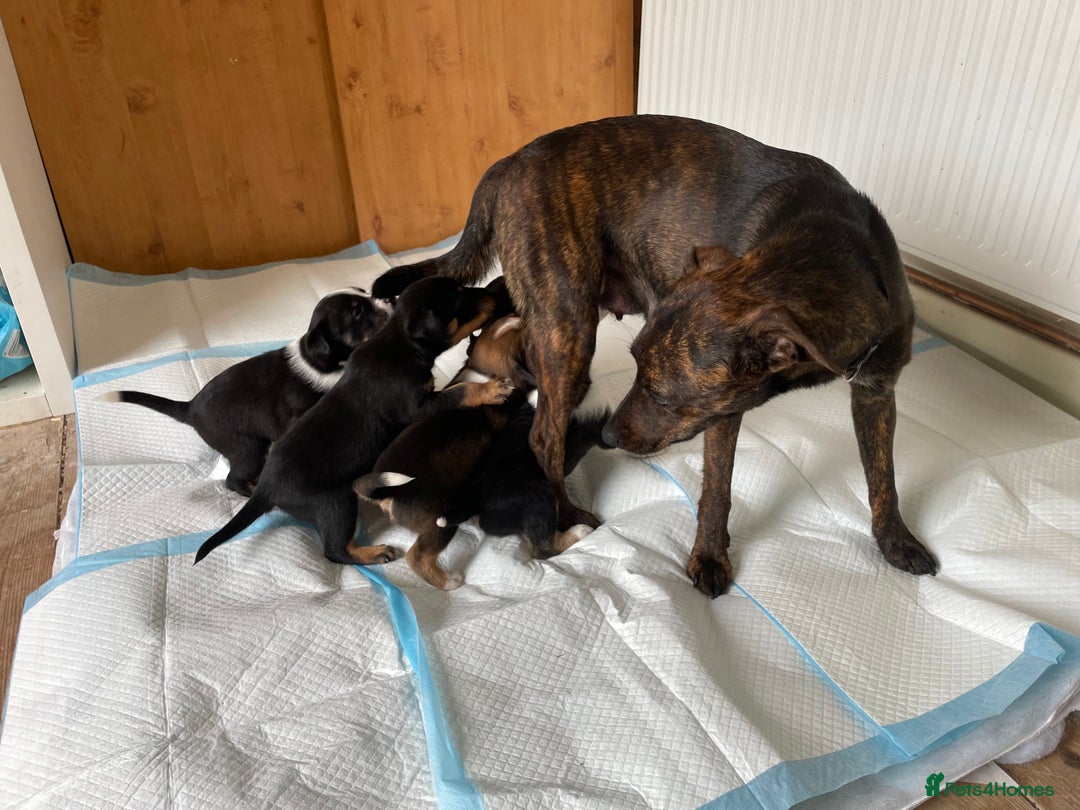 Mixed Breed dogs for sale: 🐾 Collie X Puppies – 10 Weeks Old  - Image 7