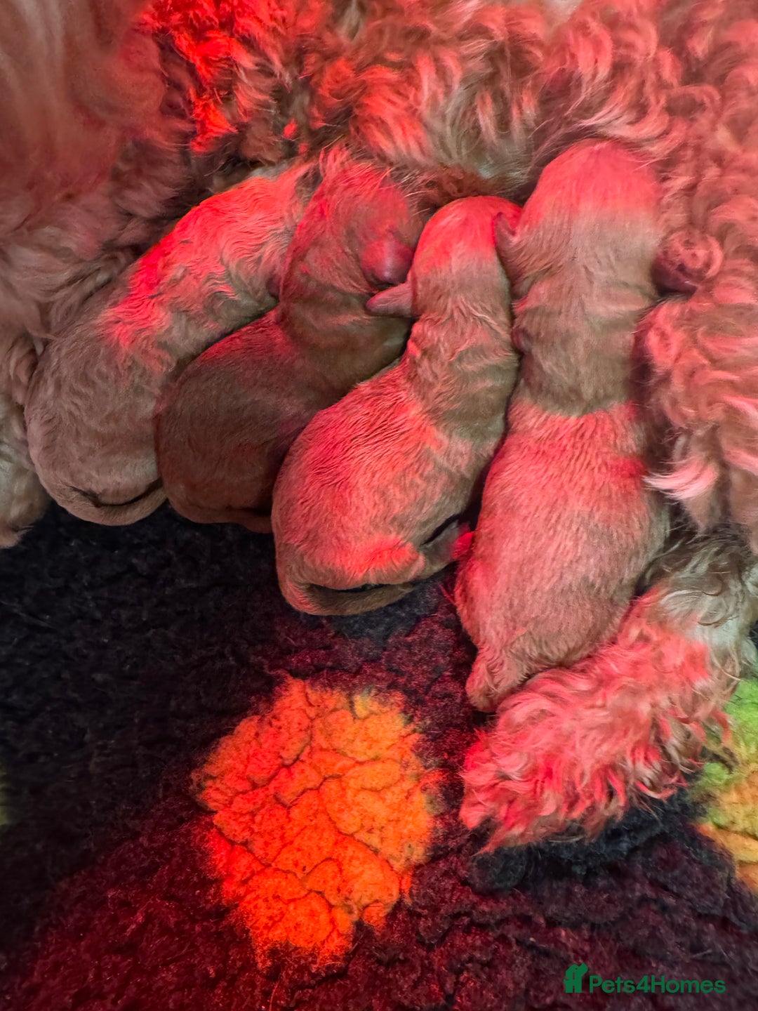 Cavapoo dogs for sale: DNA clear health tested puppies - Advert 7