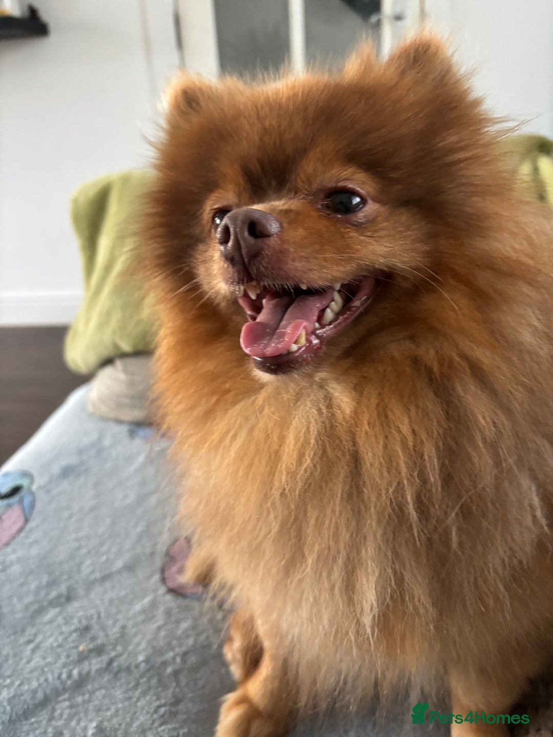 Pomeranian dogs for stud: Rosco available for stud  - Advert 3