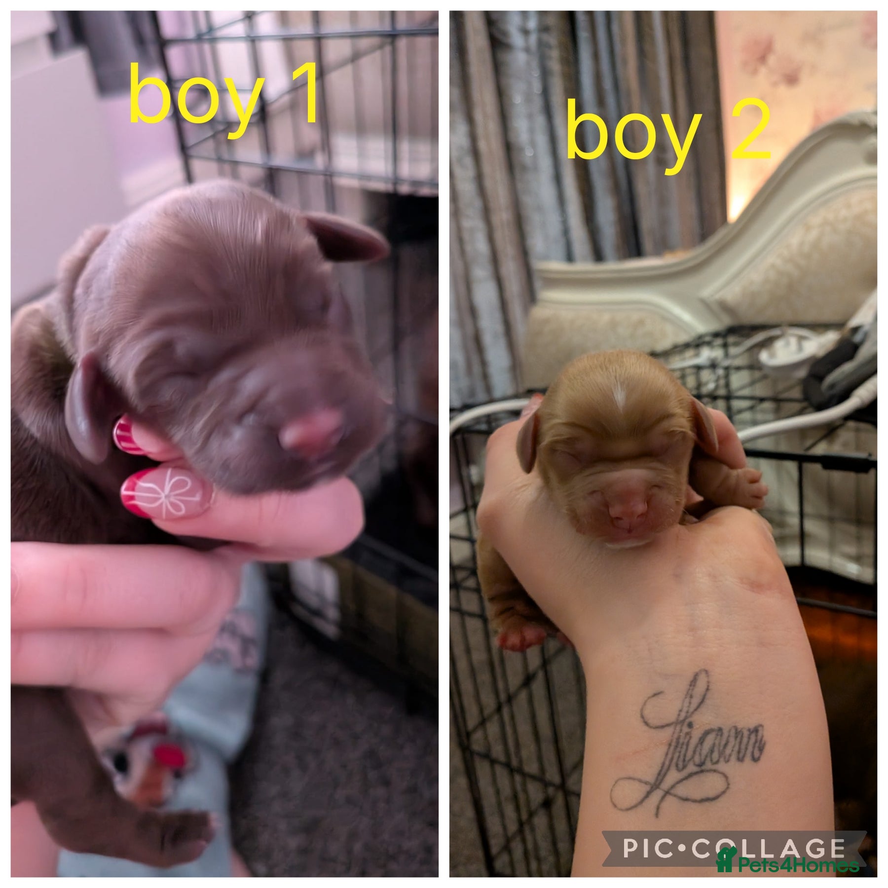 Cocker Spaniel dogs 2MALE KC DNA CLEAR PUPS TO RESERVE - Advert 14