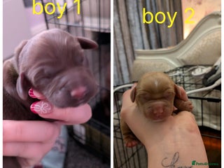 Cocker Spaniel dogs 2MALE KC DNA CLEAR PUPS TO RESERVE - Advert 14