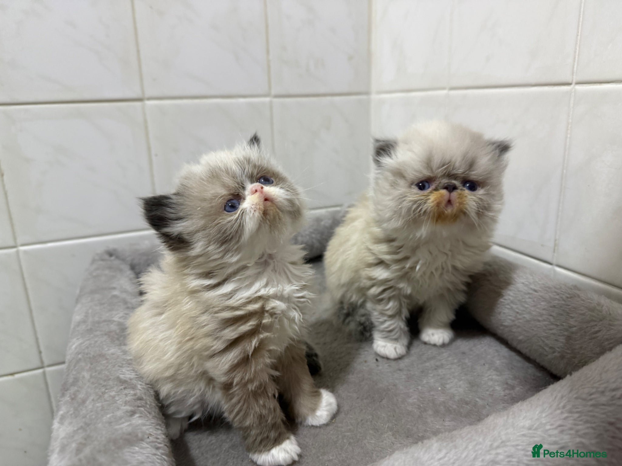 Persian cats GCCF registered colourpoint Persian kittens 💙 - Advert 16