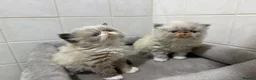 Persian cats for sale: GCCF registered colourpoint Persian kittens 💙 - Advert 9