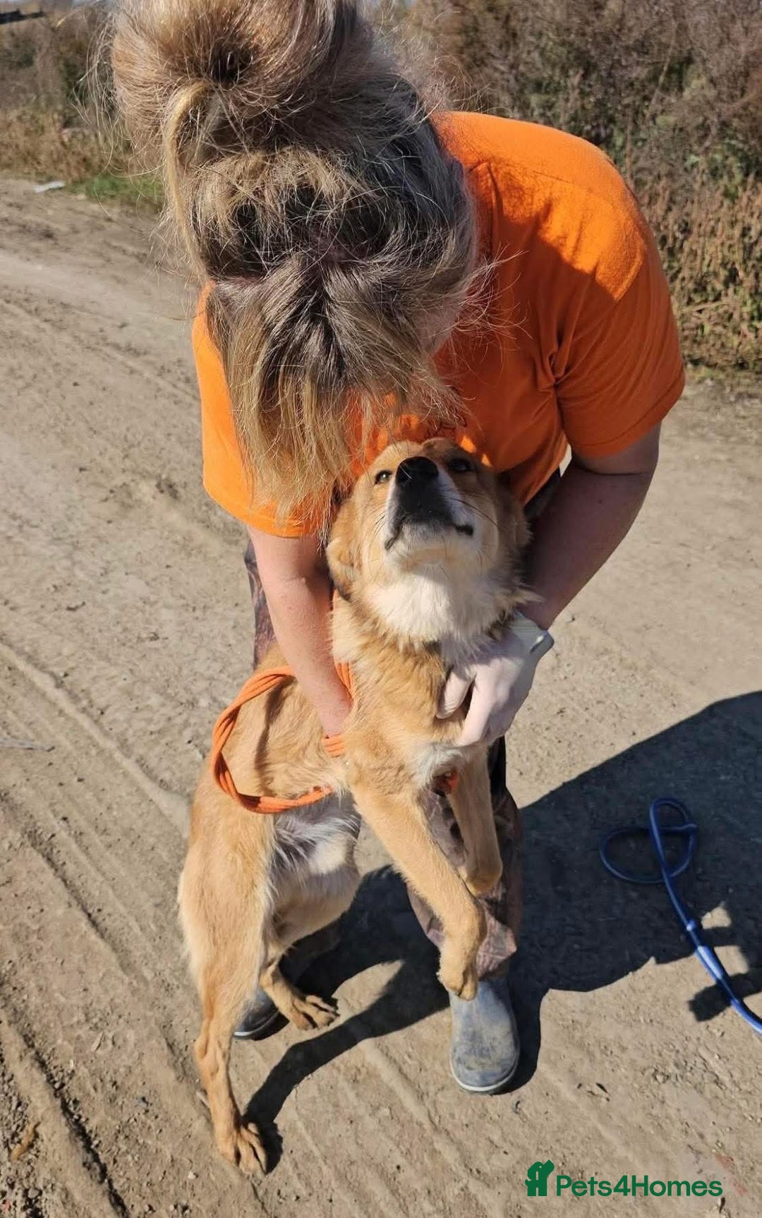 Mixed Breed dogs for adoption: Fox - Milton Keynes  - Advert 23