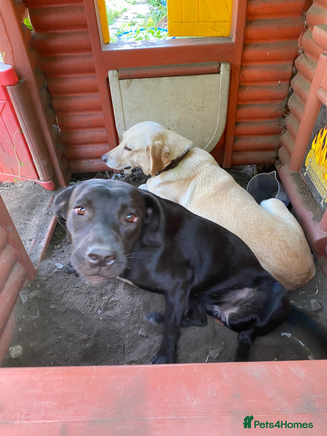 Mixed Breed dogs for sale: Pluto - Image 6