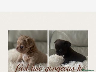 Chihuahua dogs KC Reg Chihuahuas 2 Boys 1 S/Coat & 1 Long coat - Advert 2