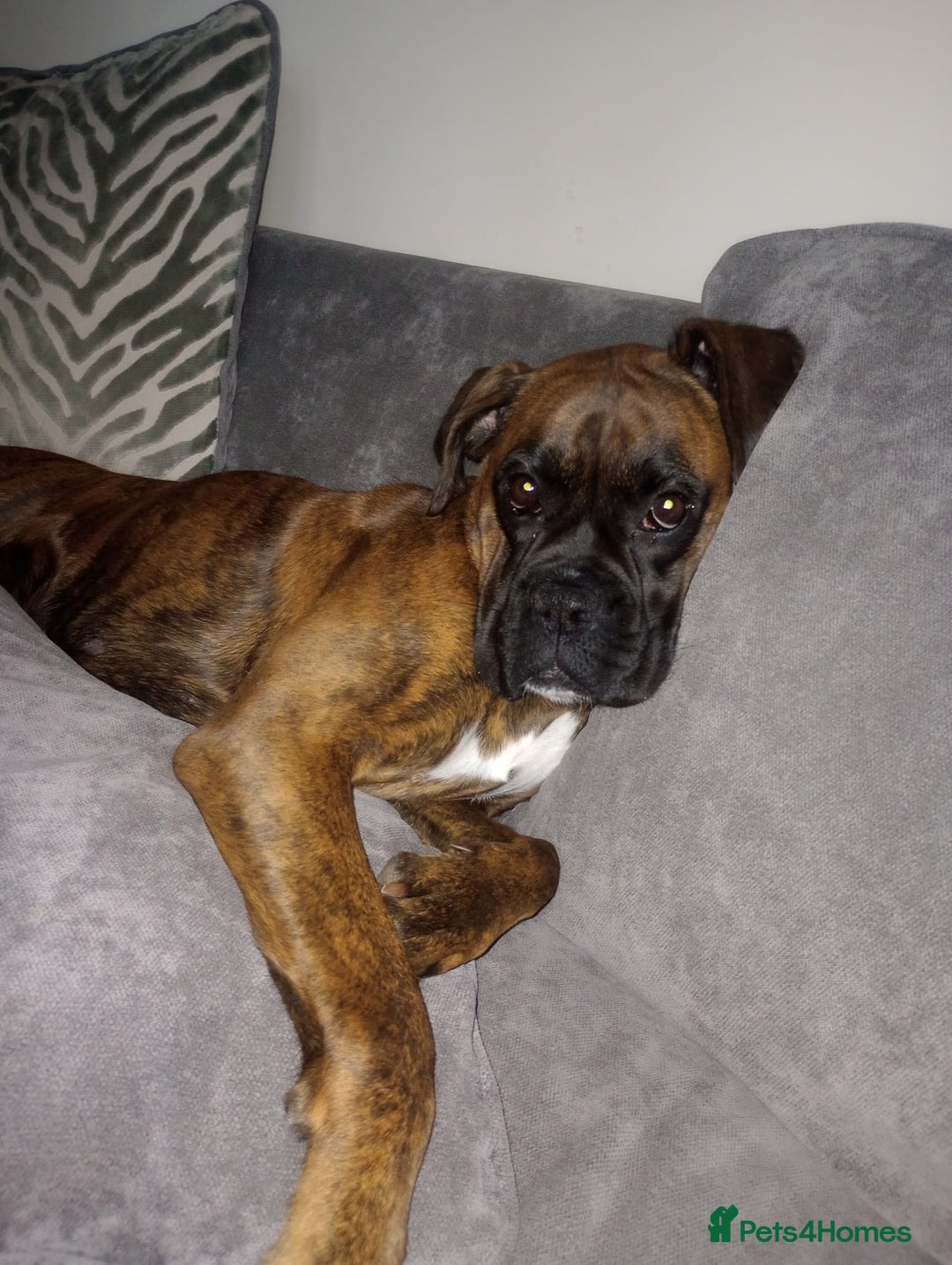 Boxer dogs for sale: Boxer Puppies  - Advert 1