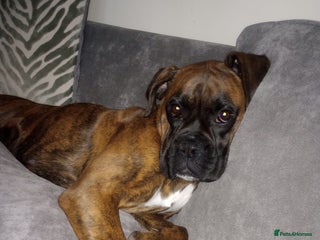 Boxer dogs Boxer Puppies - Advert 1