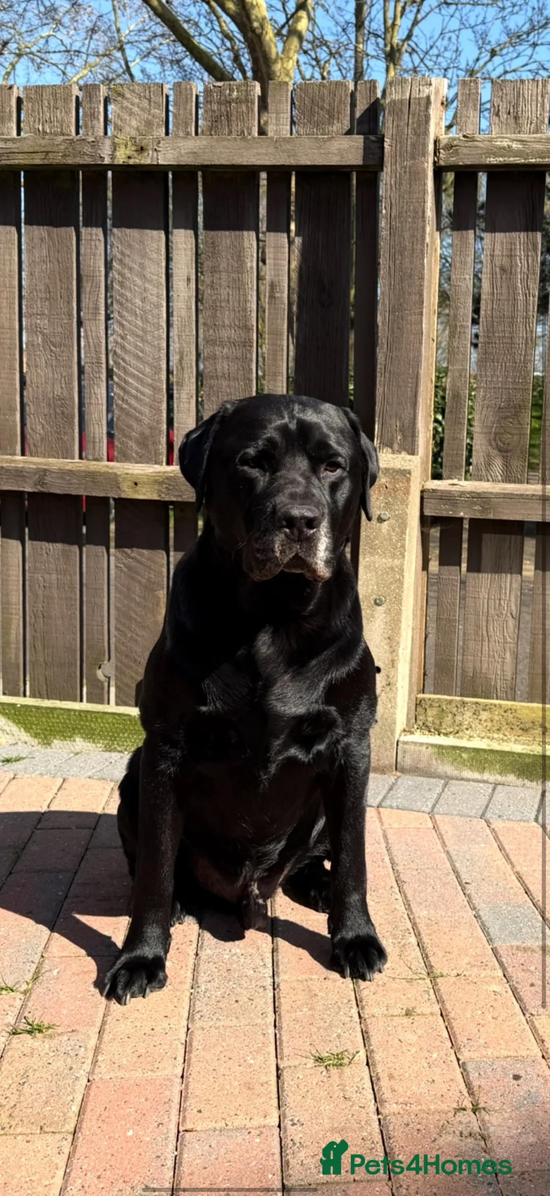 Mixed Breed dogs for stud: Labrador retriever mixed (advised Rottie/corso) in Portsmouth - Advert 1