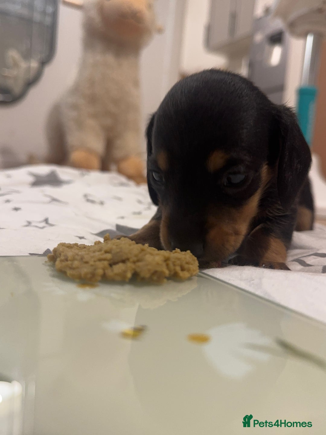 Miniature Dachshund dogs for sale: Miniature dachshund - Advert 10