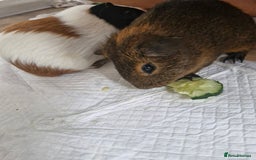 Guinea Pig rodents for sale:  2 Playful Male Guinea Pigs (4 Months)  - Image 8
