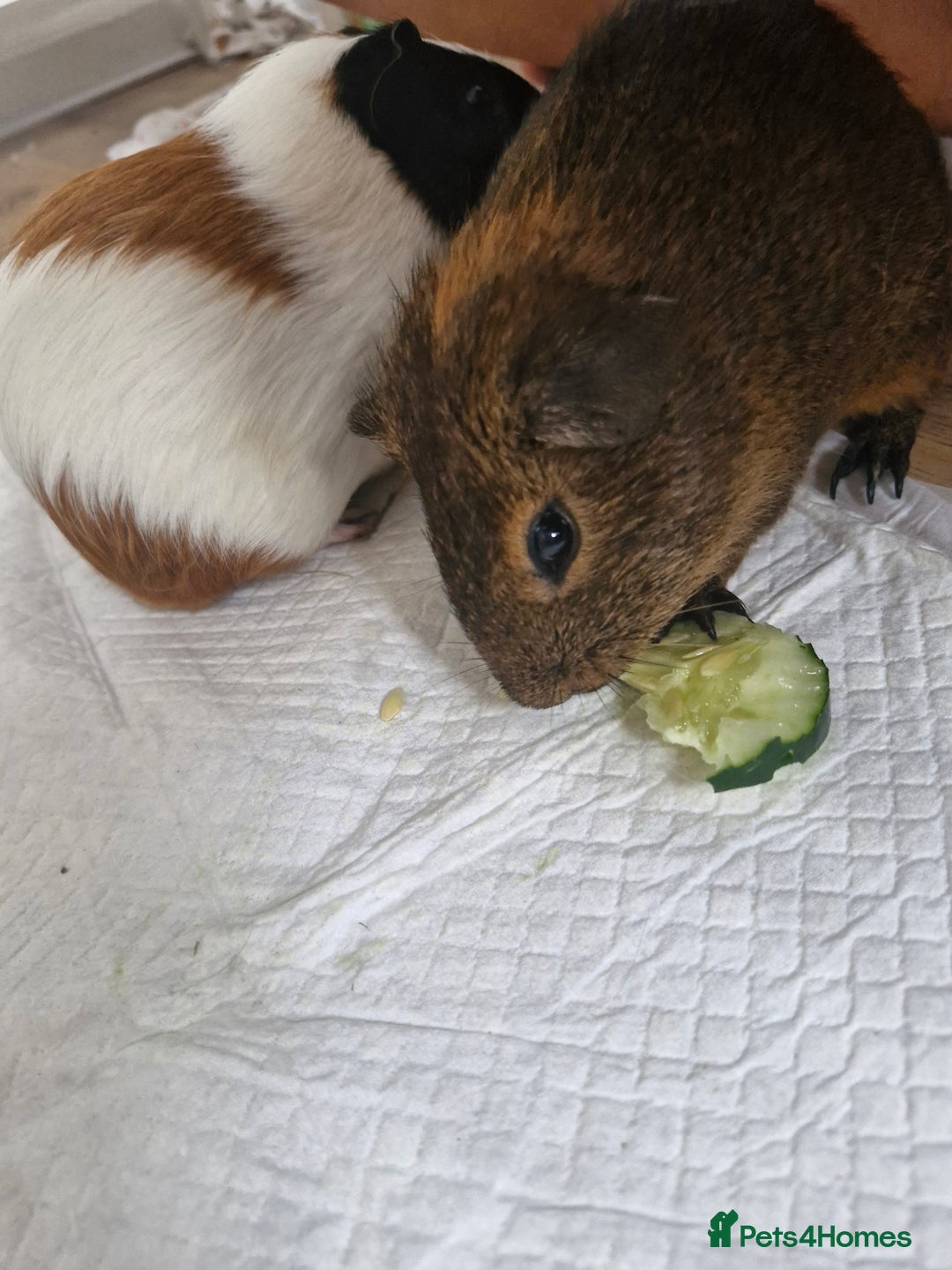 Guinea Pig rodents for sale:  2 Playful Male Guinea Pigs (4 Months)  - Image 8