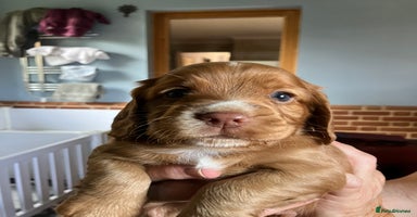 Cocker Spaniel dogs - Advert 1