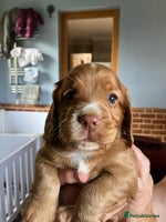 Cocker Spaniel dogs - Advert 6