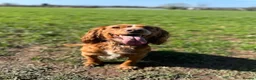 Cocker Spaniel dogs for stud: Working Cocker Spaniel Stud (proven) - Advert 4