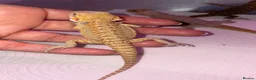 Bearded Dragon reptiles for sale: Bearded dragon babies - Advert 4