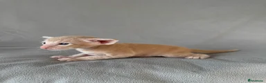 Peterbald Kitten 2