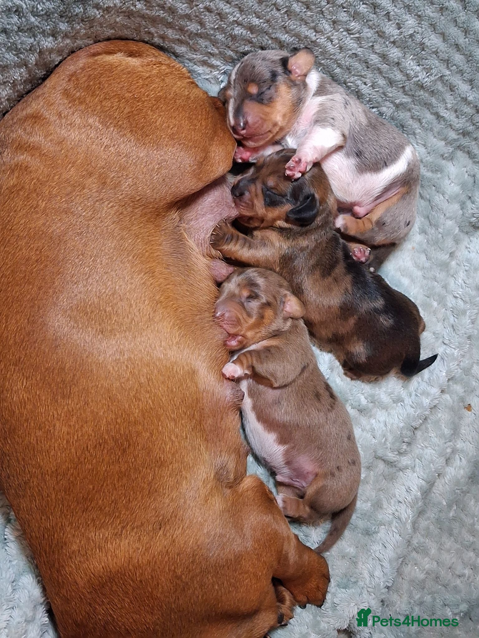 Miniature Dachshund dogs 3 beautifully marked dapple boys - Advert 13