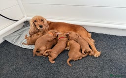 Cockapoo dogs for sale: Health Tested Miniature Cockapoo’s  - Image 9