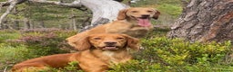 Cocker Spaniel dogs for stud: Outstanding OFTW Red Cocker, FULLY HEALTH TESTED in Bristol - Advert 13