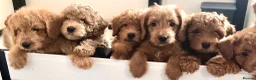 Labradoodle dogs for sale: keiras red fox miniature labradoodles  - Advert 16