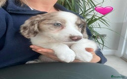 Border Collie dogs for sale: Beautiful Border Collie x Springer Spaniel Puppies - Image 20