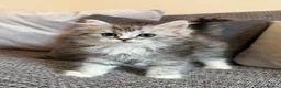 Mixed Breed cats for sale: Stunning Long Haired Chinchilla Ragdoll X Persian - Advert 15