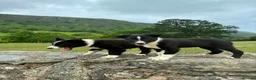 Border Collie dogs for sale: Border Collie Puppies - Advert 2