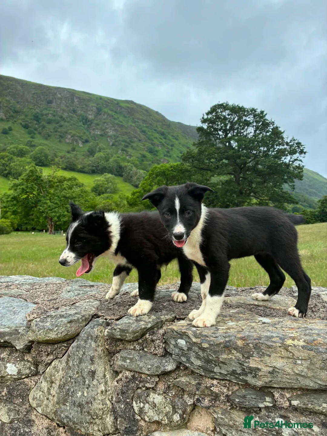 Border Collie dogs for sale: Border Collie Puppies - Advert 2
