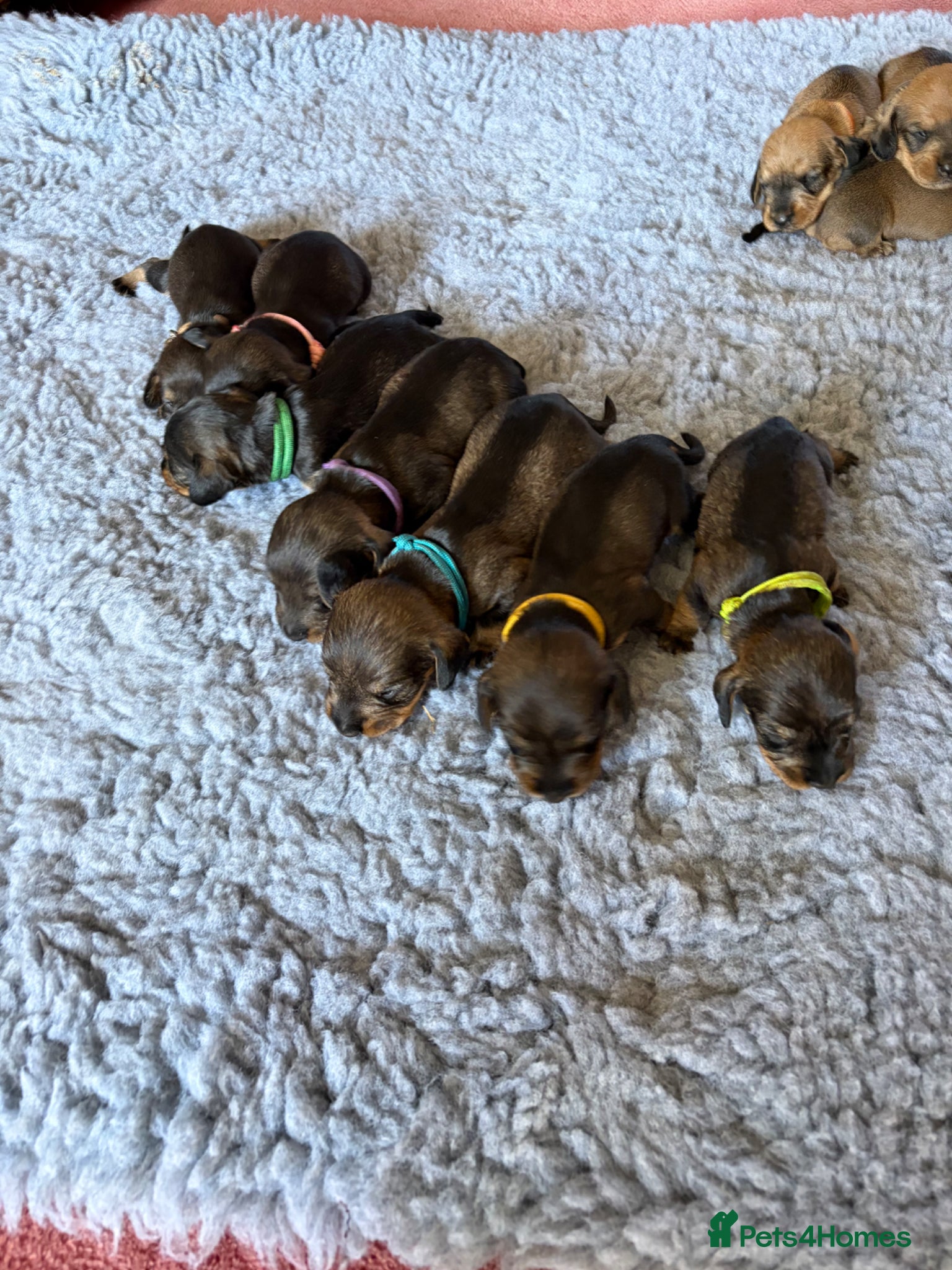 Dachshund dogs for sale: Beautiful Pedigree Wire-Haired Dachshund Puppies - Advert 14