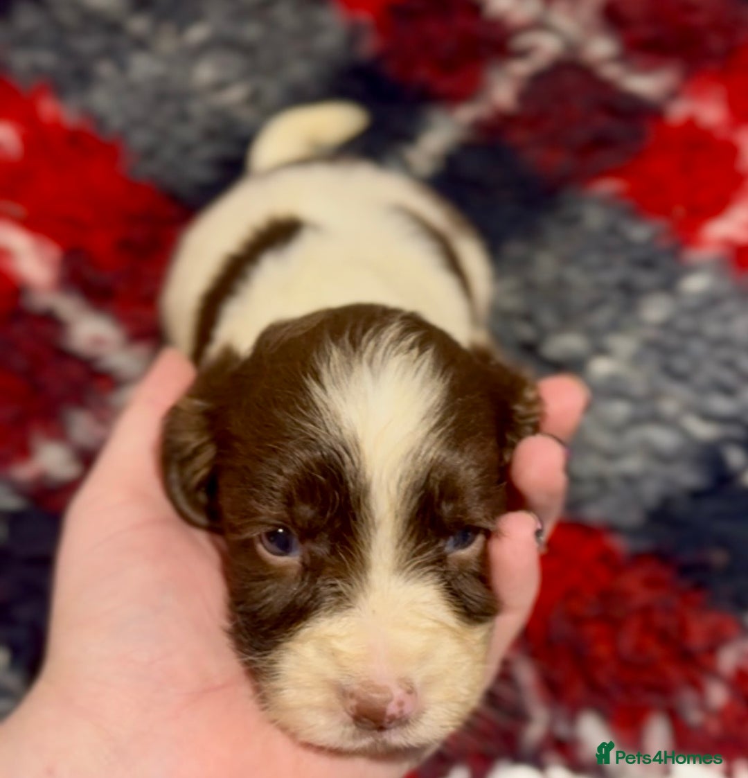 English Springer Spaniel dogs for sale: KC Working English springer spaniel puppies - Advert 2