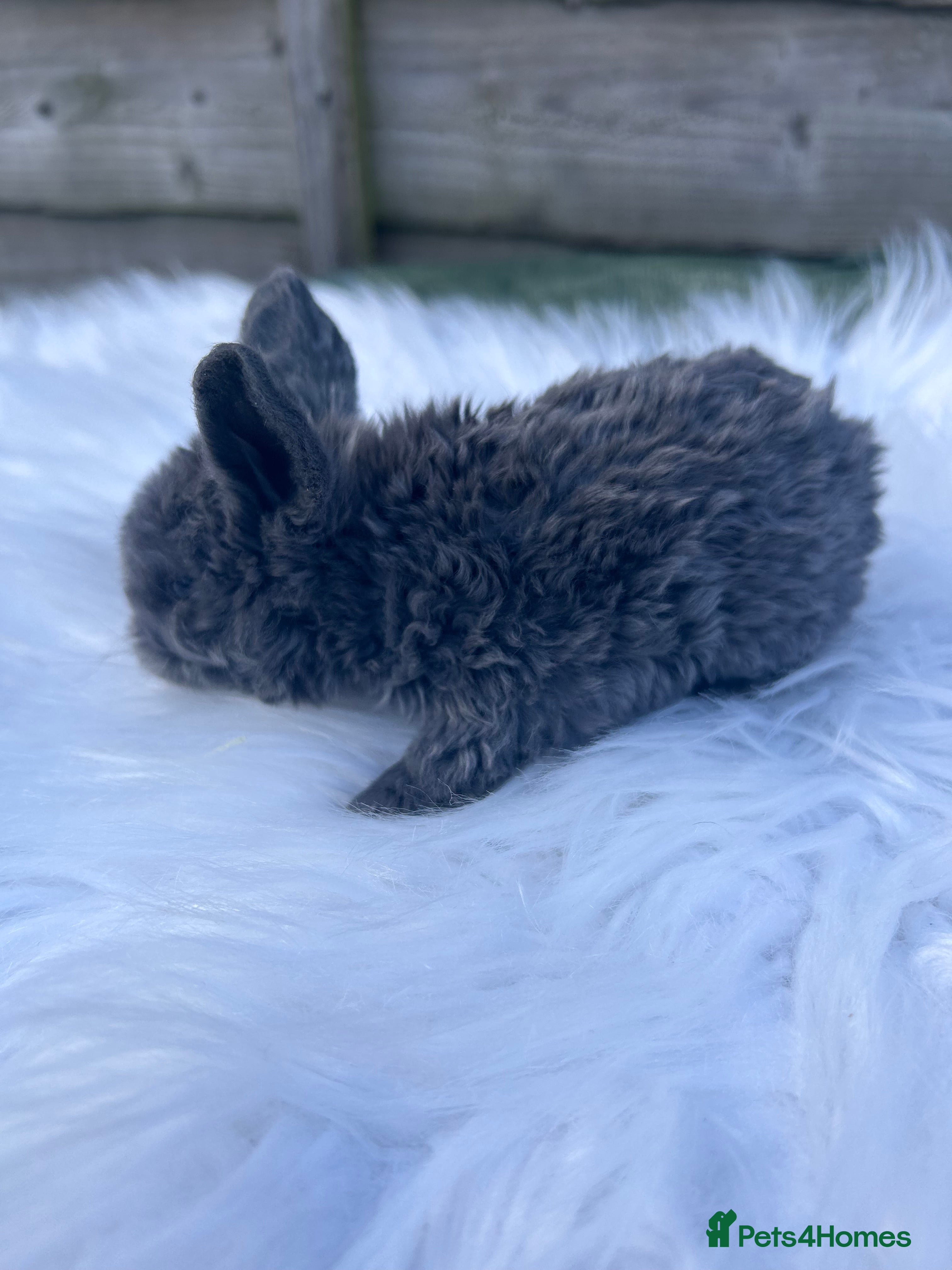 Mini Lop rabbits 🌼Mini Plush lop Girl 🌼 - Advert 13