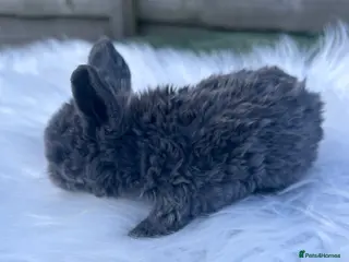 Mini Lop rabbits 🌼Mini Plush lop Girl 🌼 - Advert 13