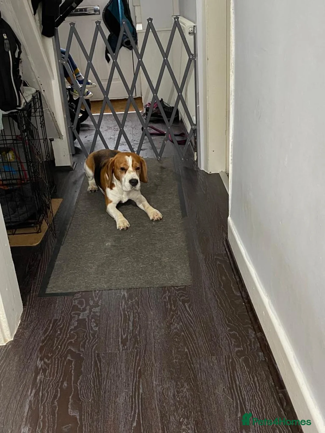 Beagle dogs for stud: TOP PRODUCING STUD CRUFTS QUALIFIED, CHAMPION BRED in Birmingham - Advert 18