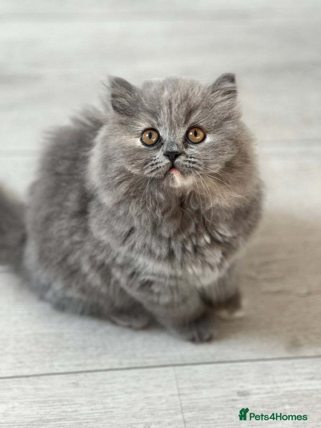 British Shorthair cats for sale: British shorthair & longhair Great Pedigree  - Image 7