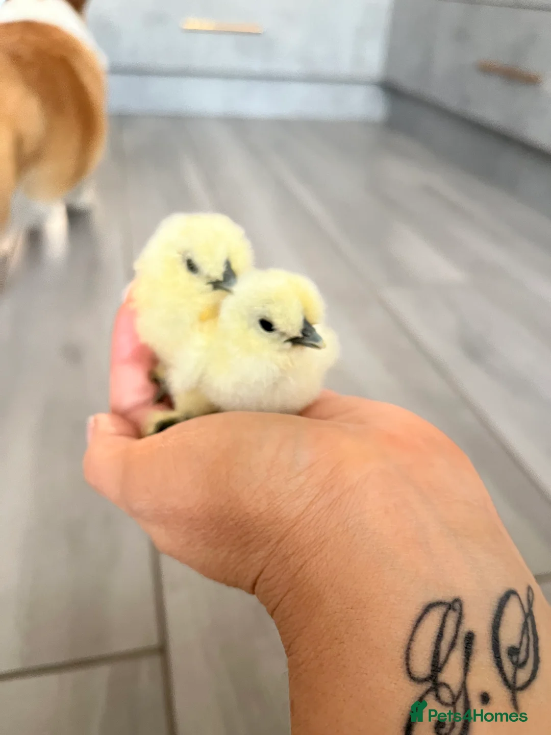 Chickens poultry for sale: Silkie hatching eggs & silkie chicks  in Haywards Heath - Advert 1